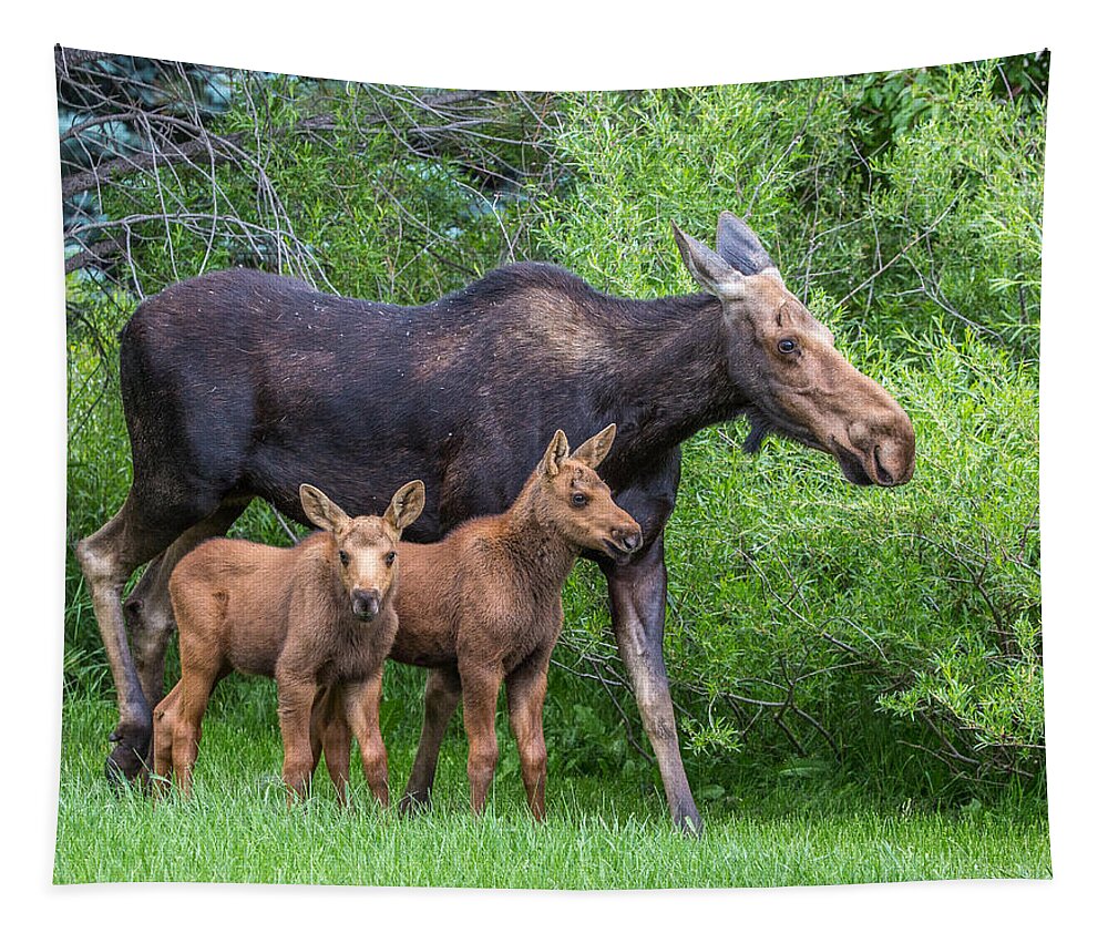 Moose Tapestry featuring the photograph Twin Gifts by Kevin Dietrich
