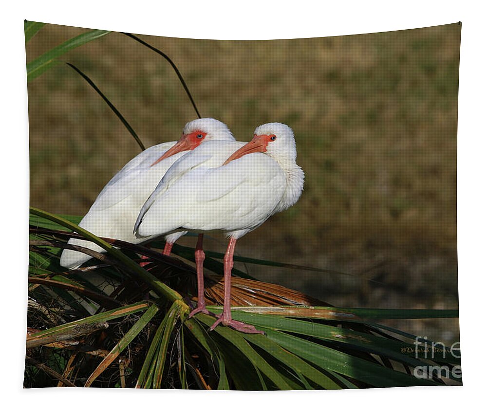 Ibis Tapestry featuring the photograph Twin Ibis by Deborah Benoit