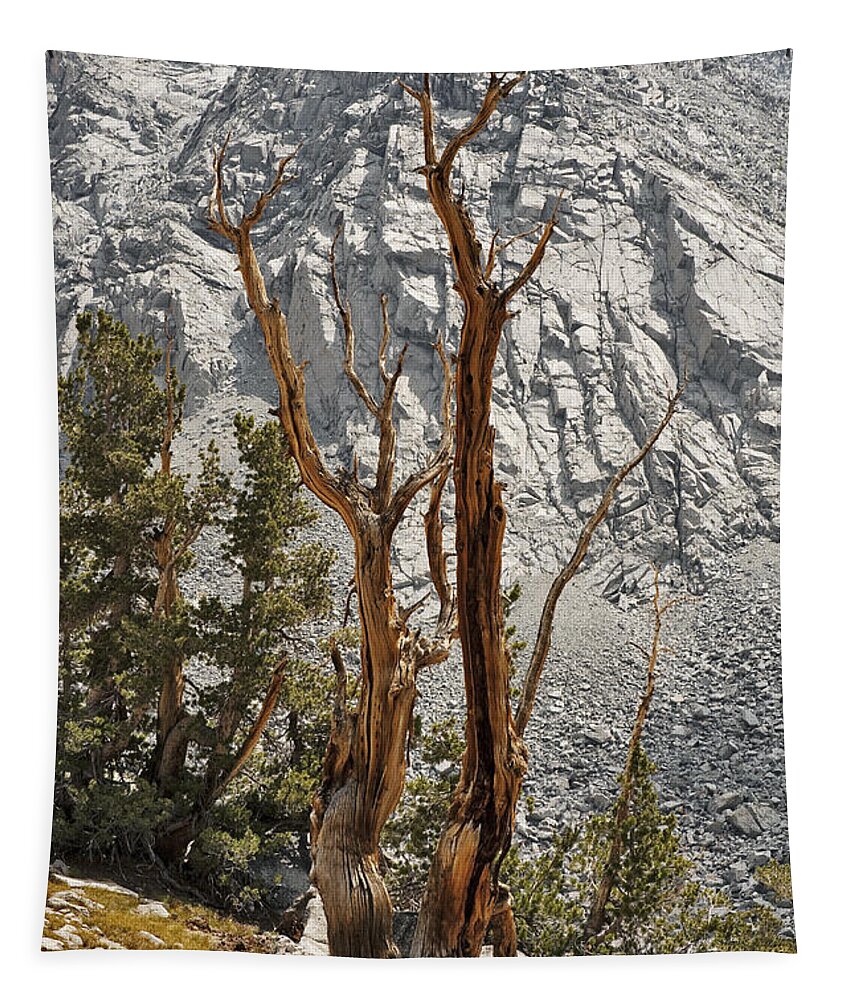 Tree Tapestry featuring the photograph Twin Sticks by Kelley King