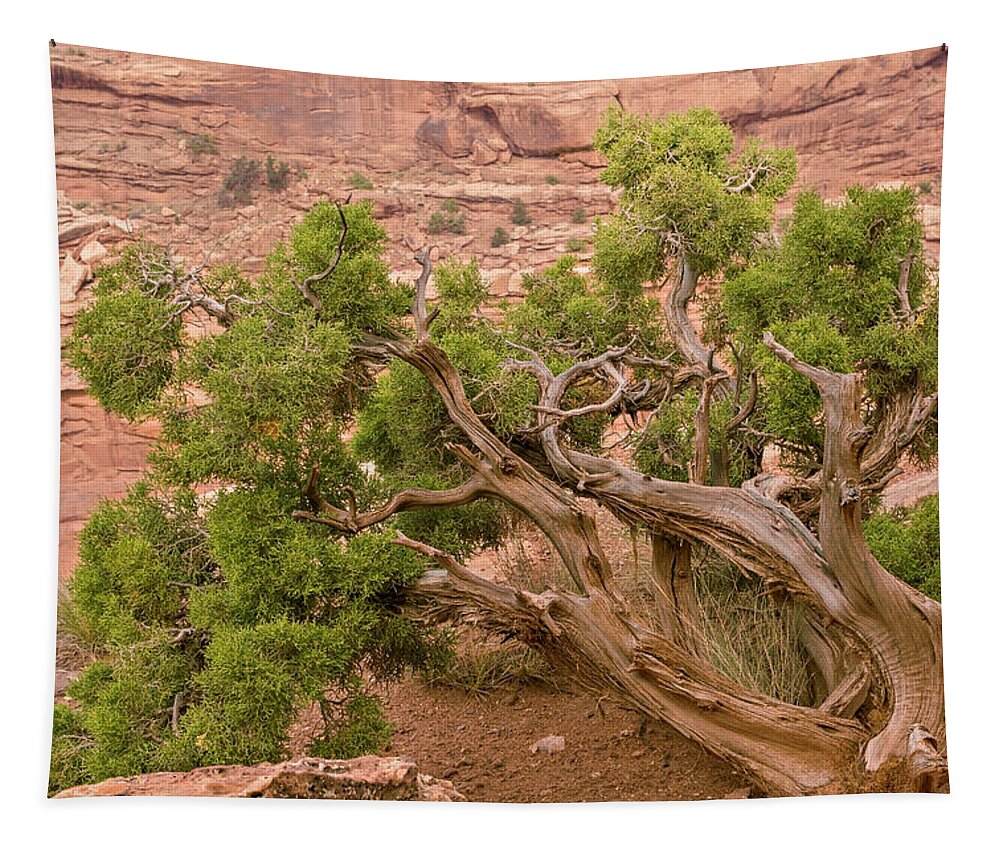 Tree Tapestry featuring the photograph Twisted tree by Peter J Sucy
