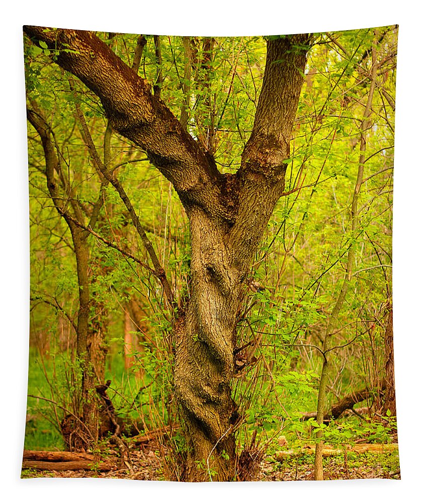 Tree Tapestry featuring the photograph Twisted by Viviana Nadowski