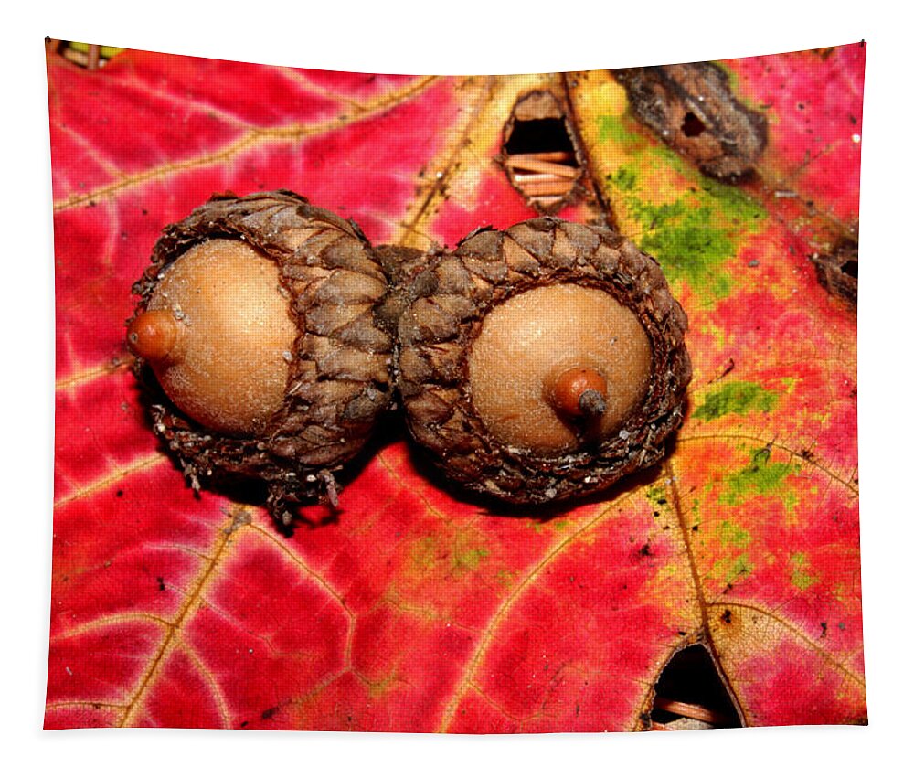 Nature Tapestry featuring the photograph Two Acorns on Tatterd Maple Leaf 2 by Robert Morin