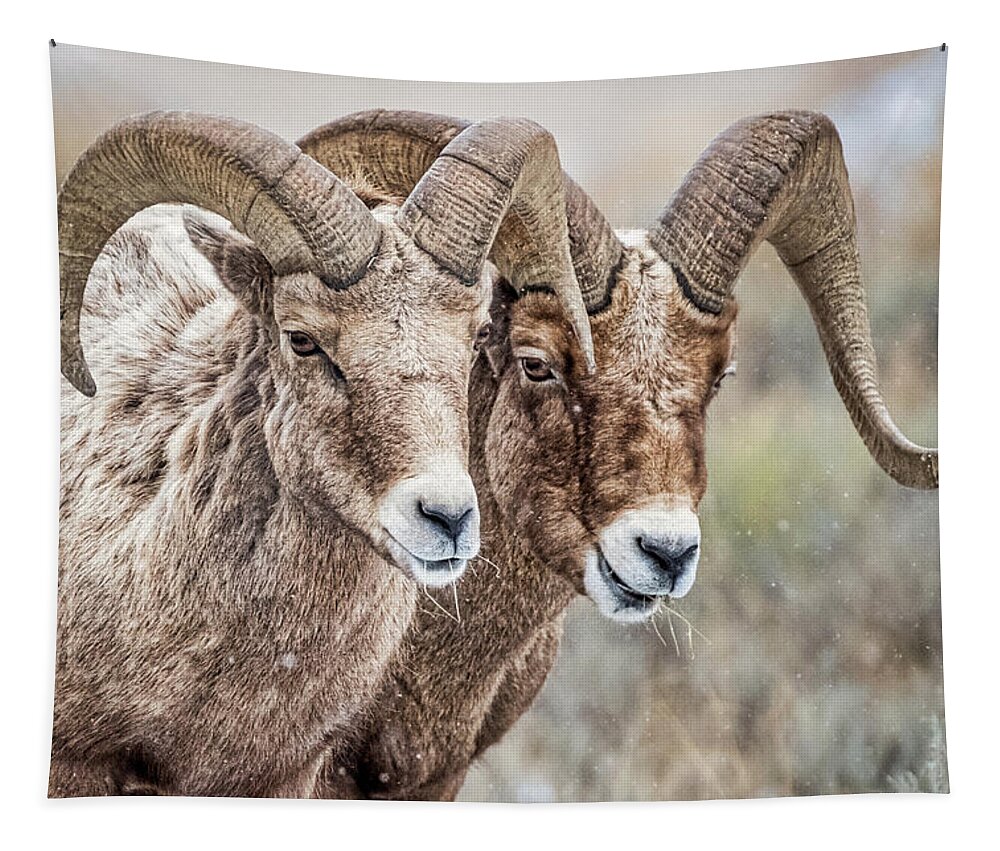 Bighorn Tapestry featuring the photograph Two Bighorn Sheep by Stuart Litoff