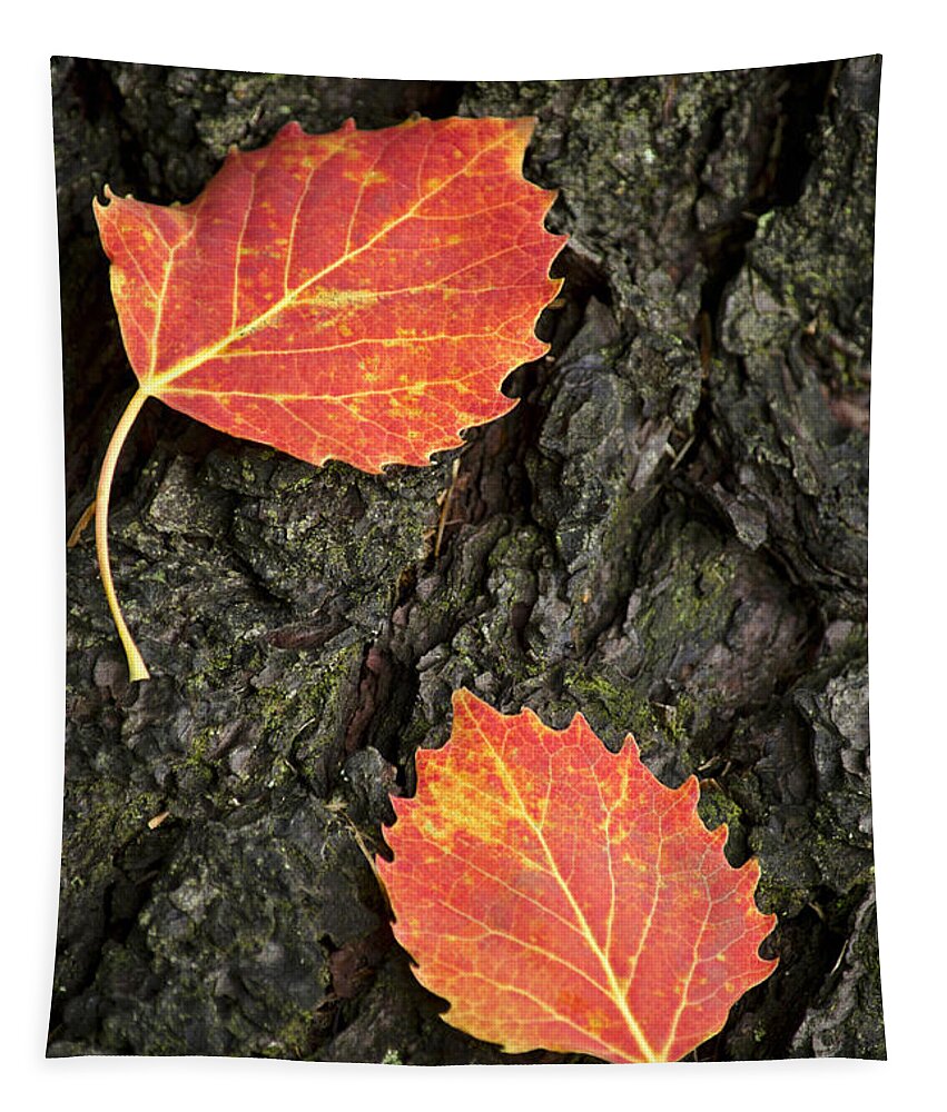 Fall Leaves Tapestry featuring the photograph Falling Leaves by Christina Rollo