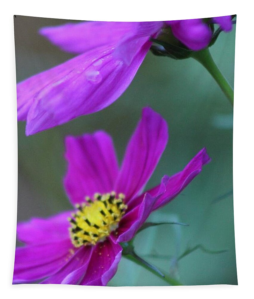 Flower Tapestry featuring the photograph Two Cosmos by Modern Art