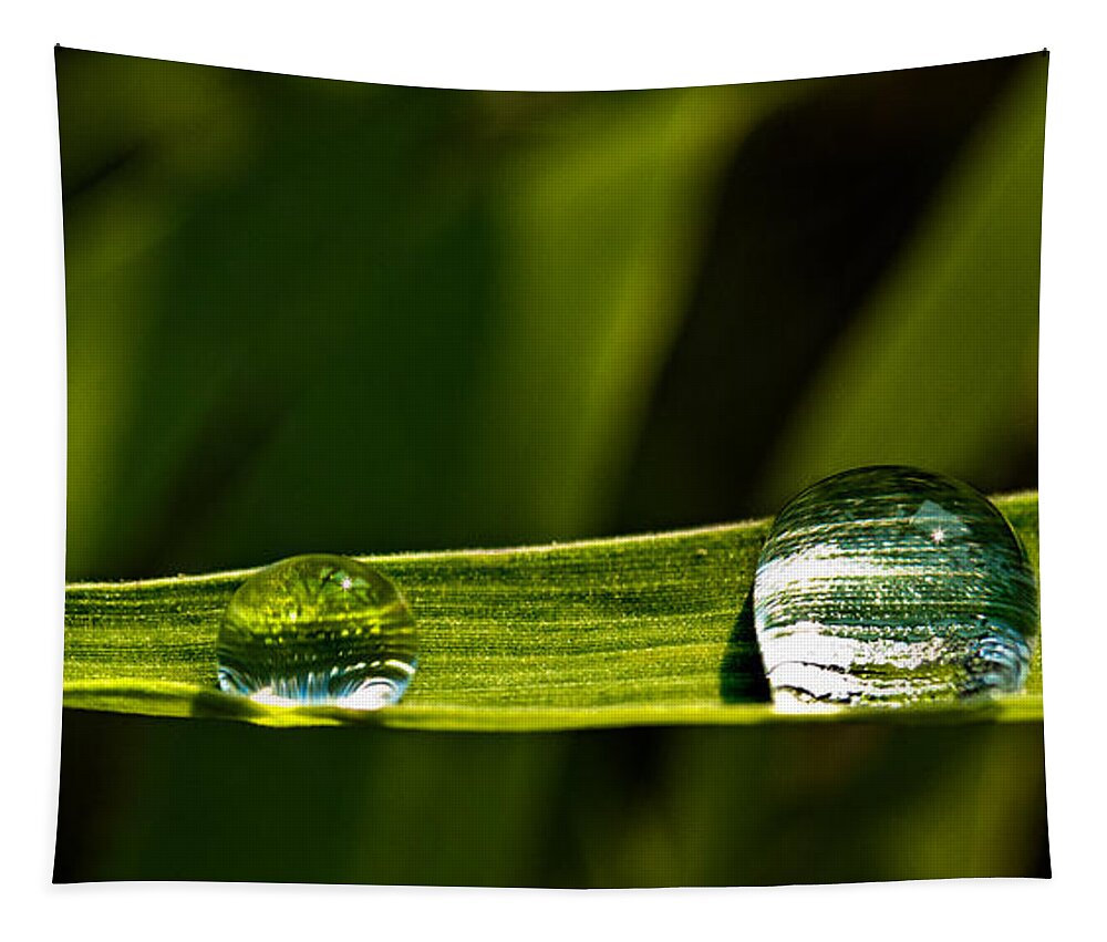 Grass Tapestry featuring the photograph Two Drops by Christopher Holmes