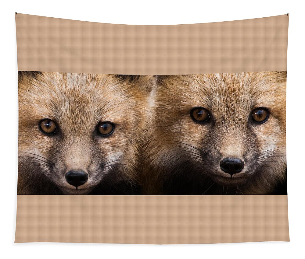 Red Fox Tapestry featuring the photograph Two Fox Kits by Mindy Musick King