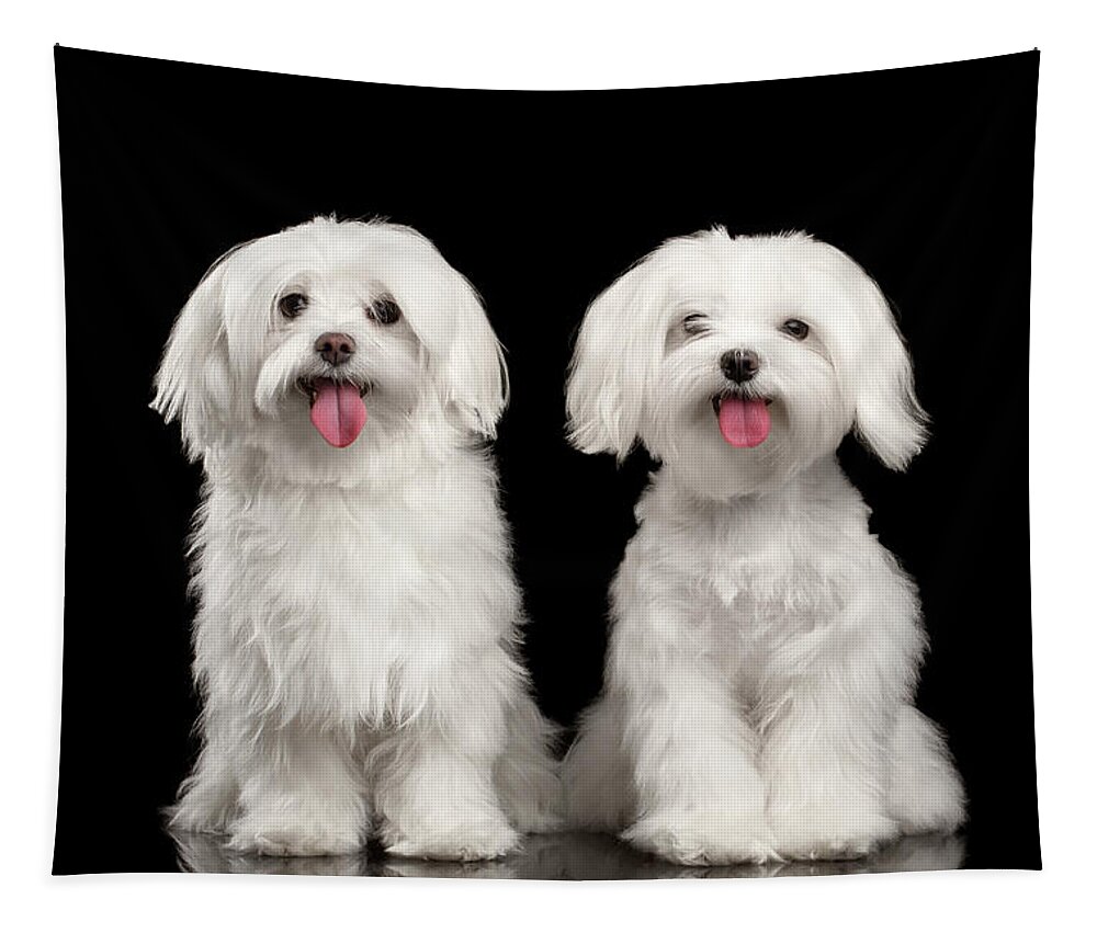 Maltese Tapestry featuring the photograph Two Happy White Maltese Dogs Sitting, Looking in Camera isolated by Sergey Taran