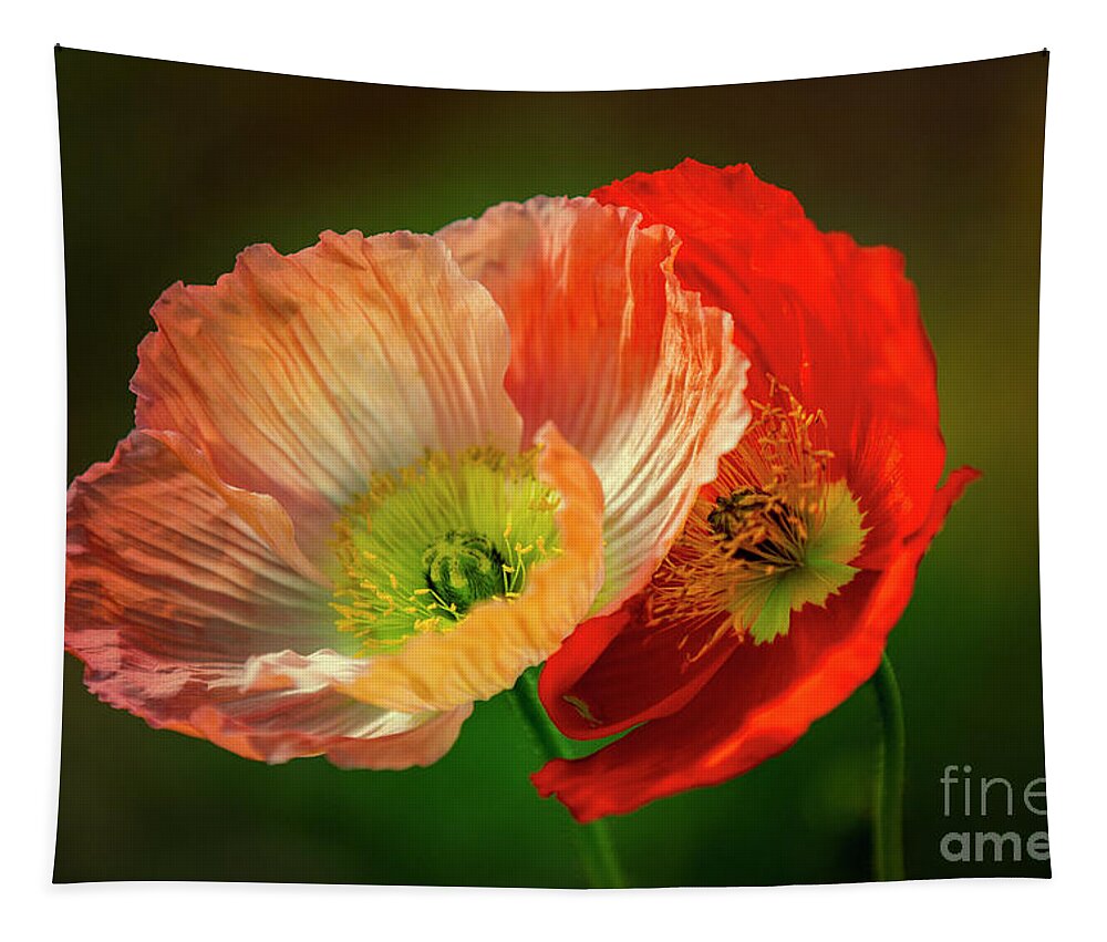 Poppy Tapestry featuring the photograph Two Poppies by Heiko Koehrer-Wagner