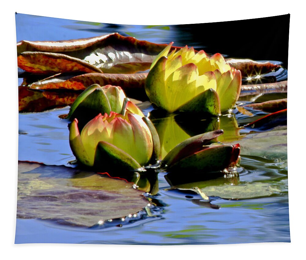 Waterlily Tapestry featuring the photograph Two Water Lilies by Carol F Austin