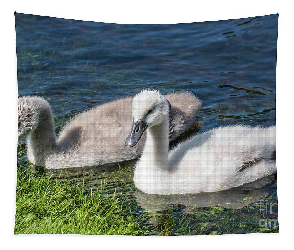 Cygnus Olor Tapestry featuring the photograph Two young cygnets of mute swan swimming in a lake by Amanda Mohler