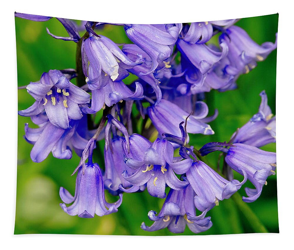 Hyacinthoides Non-scripta Tapestry featuring the photograph UK's Favourite flower. by Elena Perelman