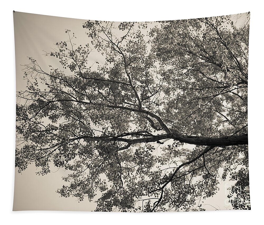 Tree Tapestry featuring the photograph Under The Trees by Ana V Ramirez