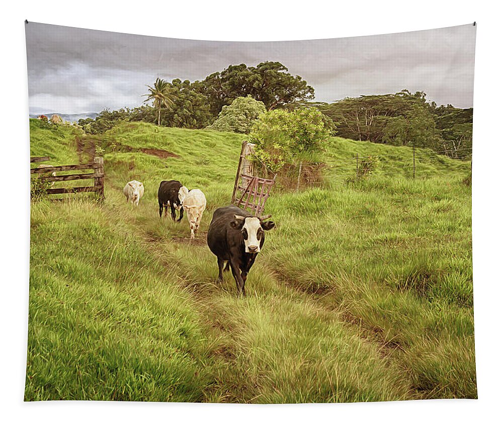Cows Tapestry featuring the photograph Upcountry Ranch by Susan Rissi Tregoning