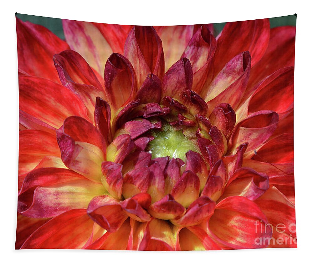 Dahlia Tapestry featuring the photograph Variegated Dahlia Beauty by Debby Pueschel