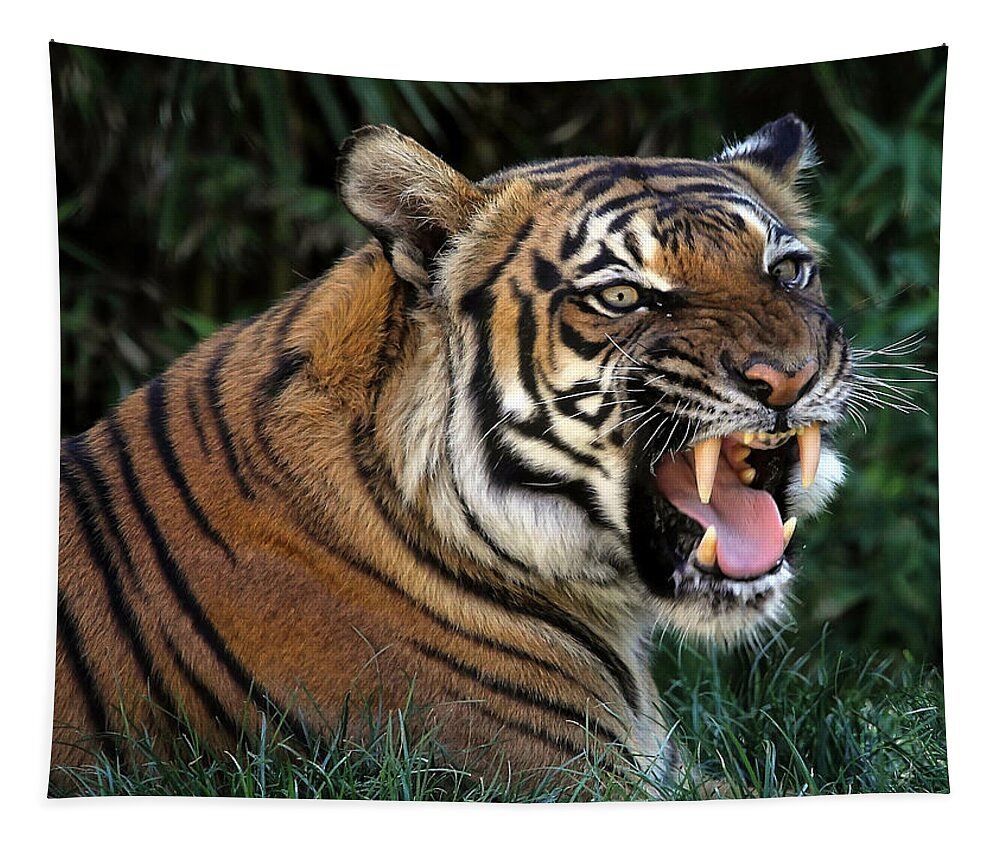 Tigers Tapestry featuring the photograph Very Cranky Today by Elaine Malott