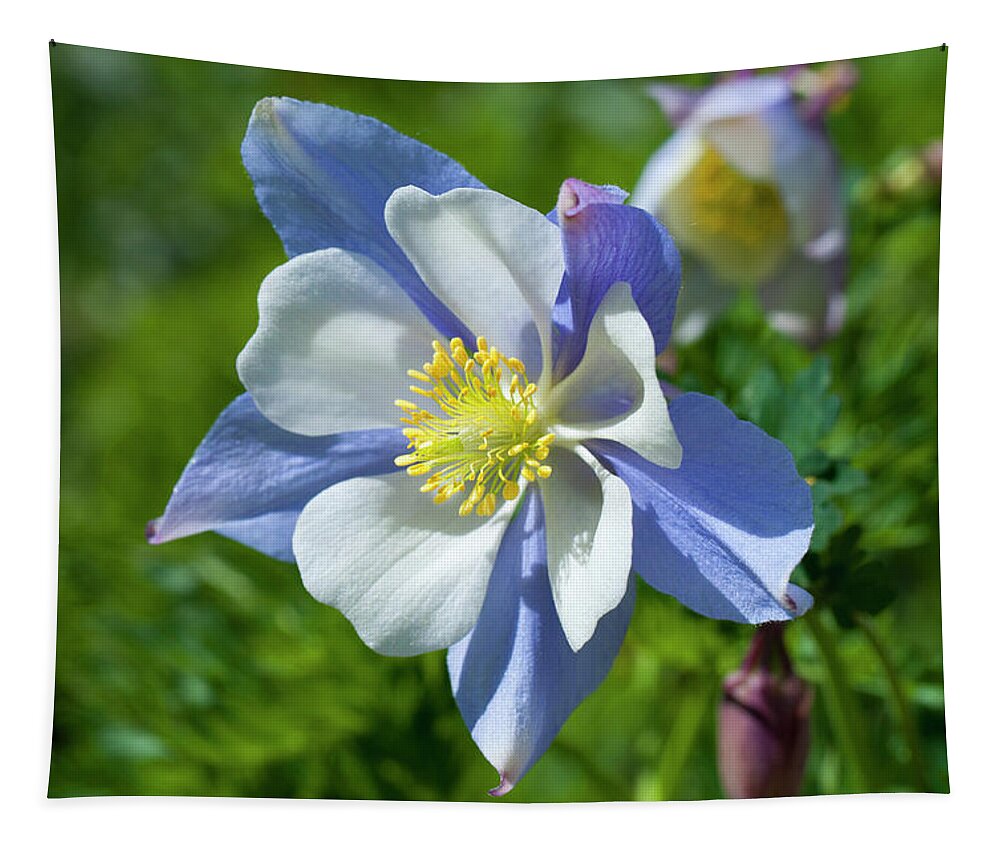 Colorado Tapestry featuring the photograph Vibrant Columbine by Julia McHugh