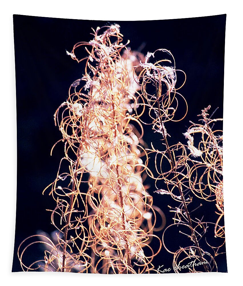 Vines Tapestry featuring the photograph Vine Circles and Light by Kae Cheatham