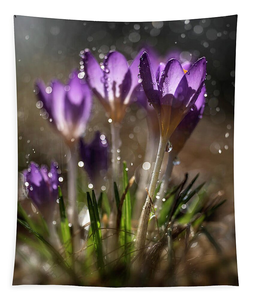 Fresh Blue Crocus Tapestry featuring the photograph Violet crocuses in the morning rain by Jaroslaw Blaminsky
