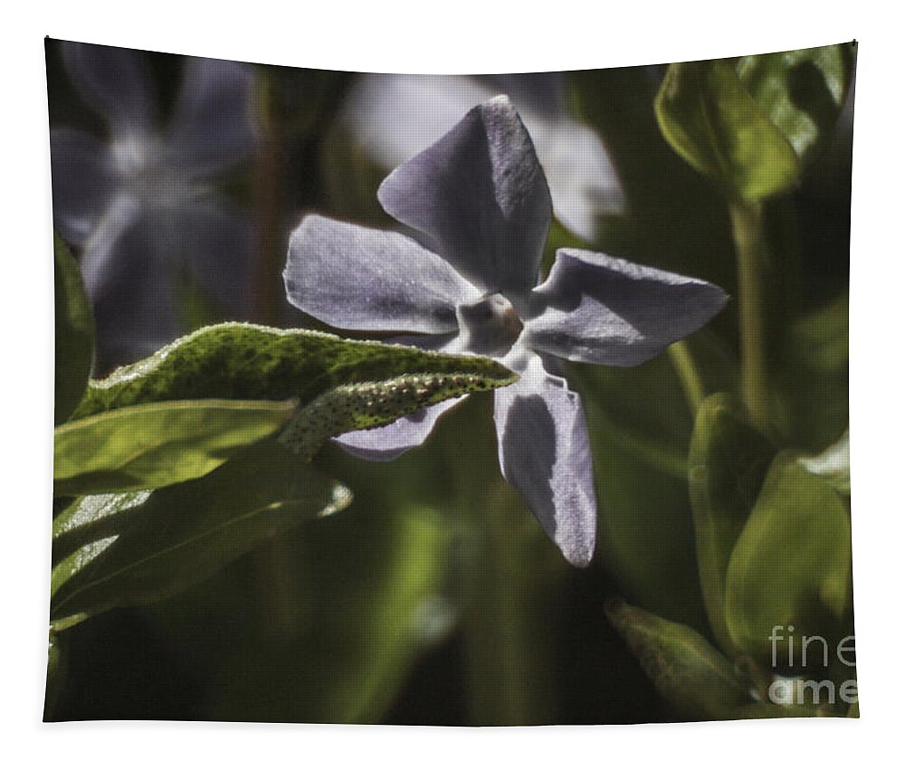 Black Pearl Chilli Flower Tapestry featuring the photograph Violet Flower by Doc Braham