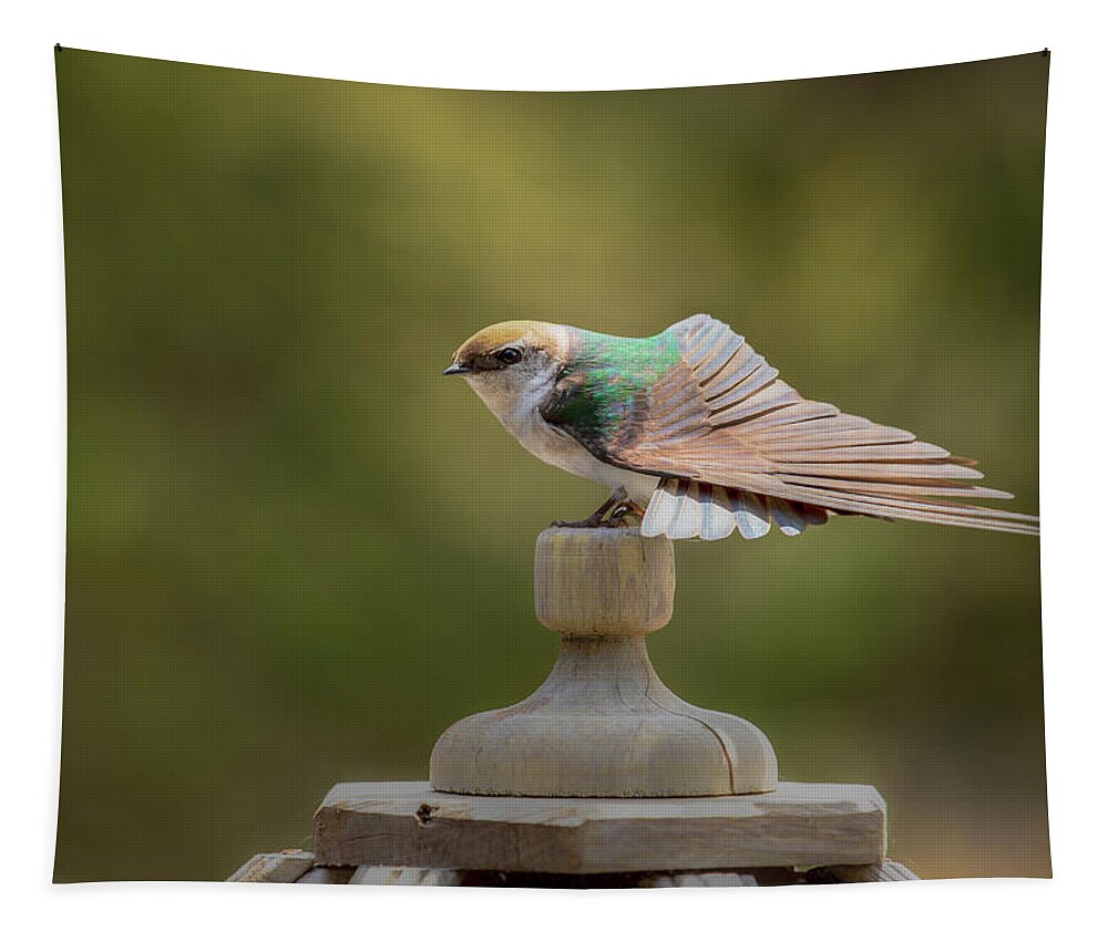 Swallow Tapestry featuring the photograph Violet-Green Swallow 0806 by Kristina Rinell