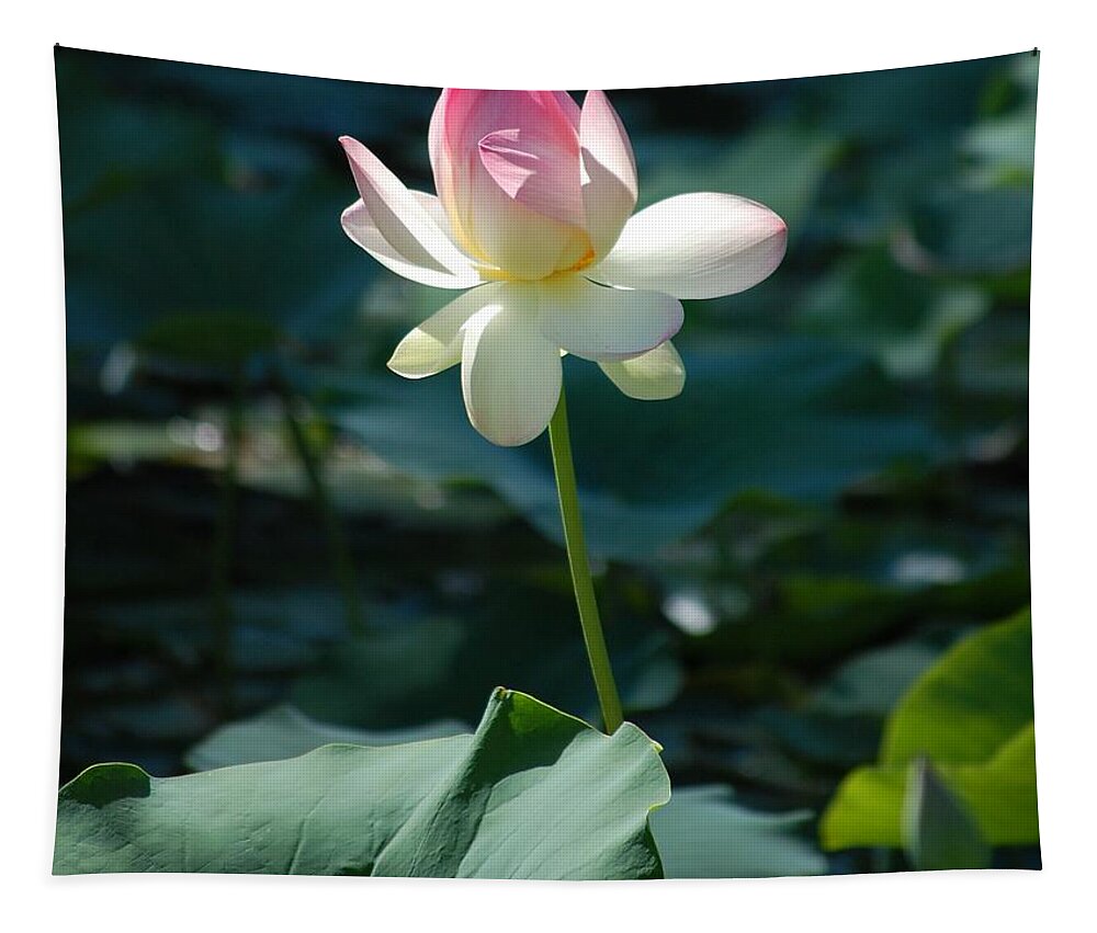 Lilly Pond Tapestry featuring the photograph Visit to Lilly Pond 2 by David Lane