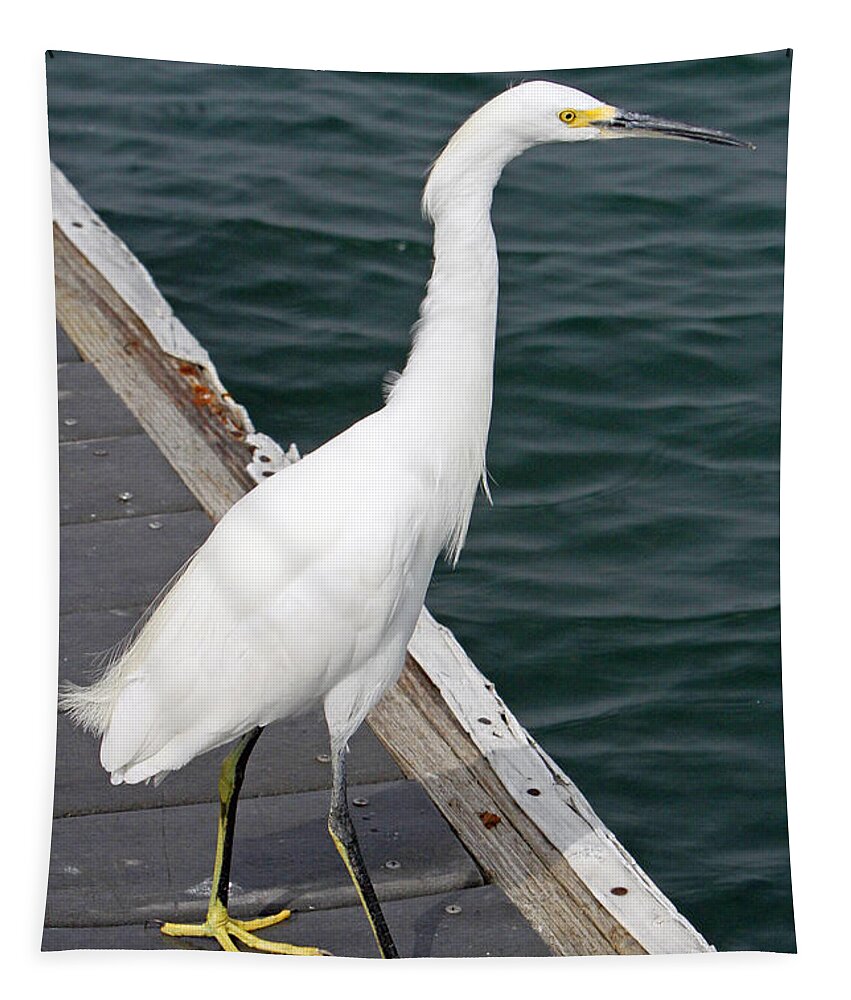 Snowy Egret Tapestry featuring the photograph Waiting For Lunch by Shoal Hollingsworth