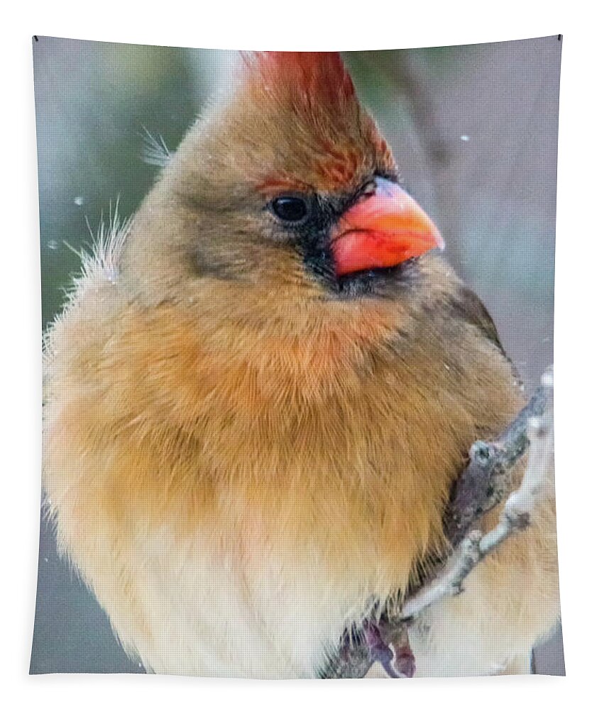 Cardinal Tapestry featuring the photograph Waiting Her Turn by Skip Tribby