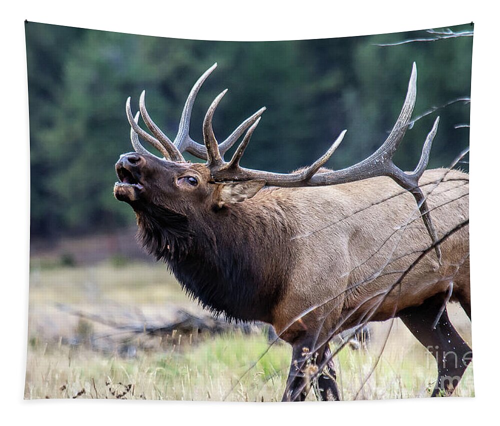Elk Tapestry featuring the photograph Walking the Runway by Jim Garrison