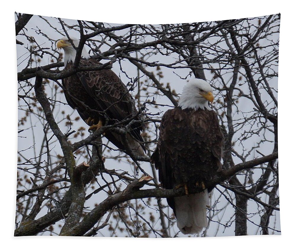 Bald Eagle Tapestry featuring the photograph Watch and Wait by Beth Collins