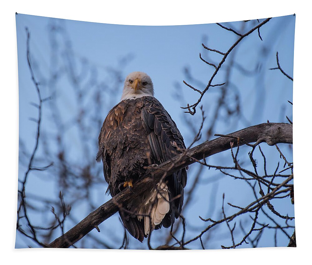 Bald Eagle Tapestry featuring the photograph Watching by David Kirby
