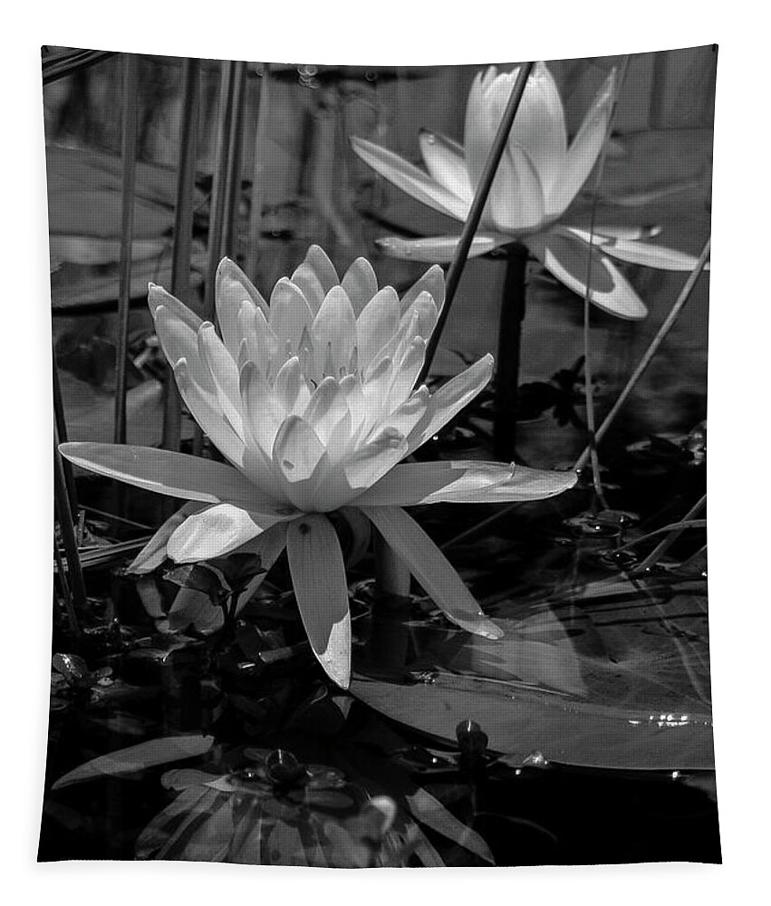 Photo For Sale Tapestry featuring the photograph Water Lilies in Black and White by Robert Wilder Jr