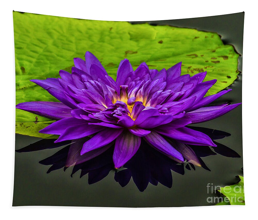 Gardens Tapestry featuring the photograph Water Lily 15-2 by Nick Zelinsky Jr