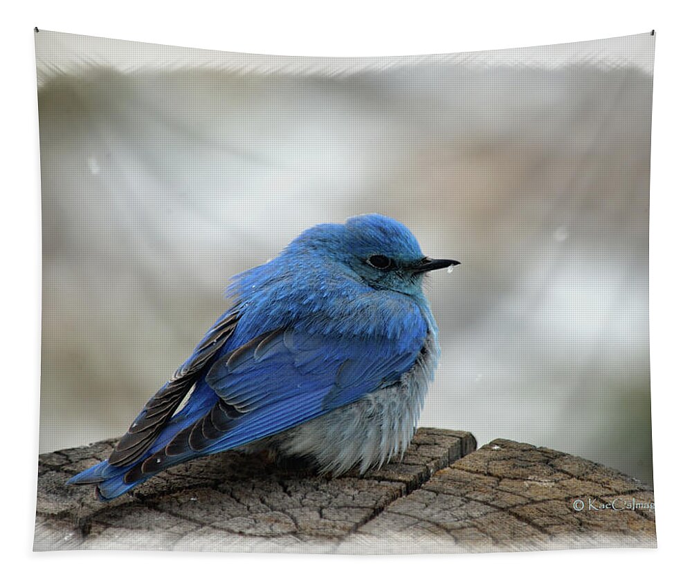Western Bluebird Tapestry featuring the mixed media Mountain Bluebird on Cold Day by Kae Cheatham