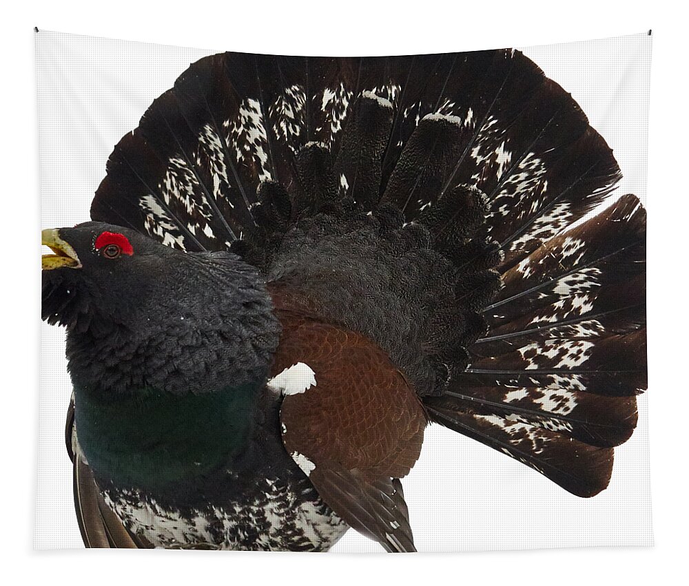 Finland Tapestry featuring the photograph Western capercaillie transparent by Jouko Lehto
