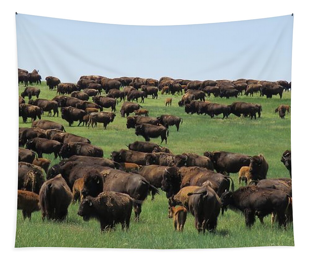 Buffalo Tapestry featuring the photograph Western Kansas Buffalo Herd by Keith Stokes