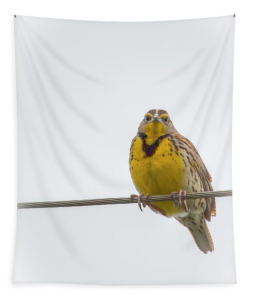 Western Meadowlark Tapestry featuring the photograph Western Meadowlark 0750 by Kristina Rinell