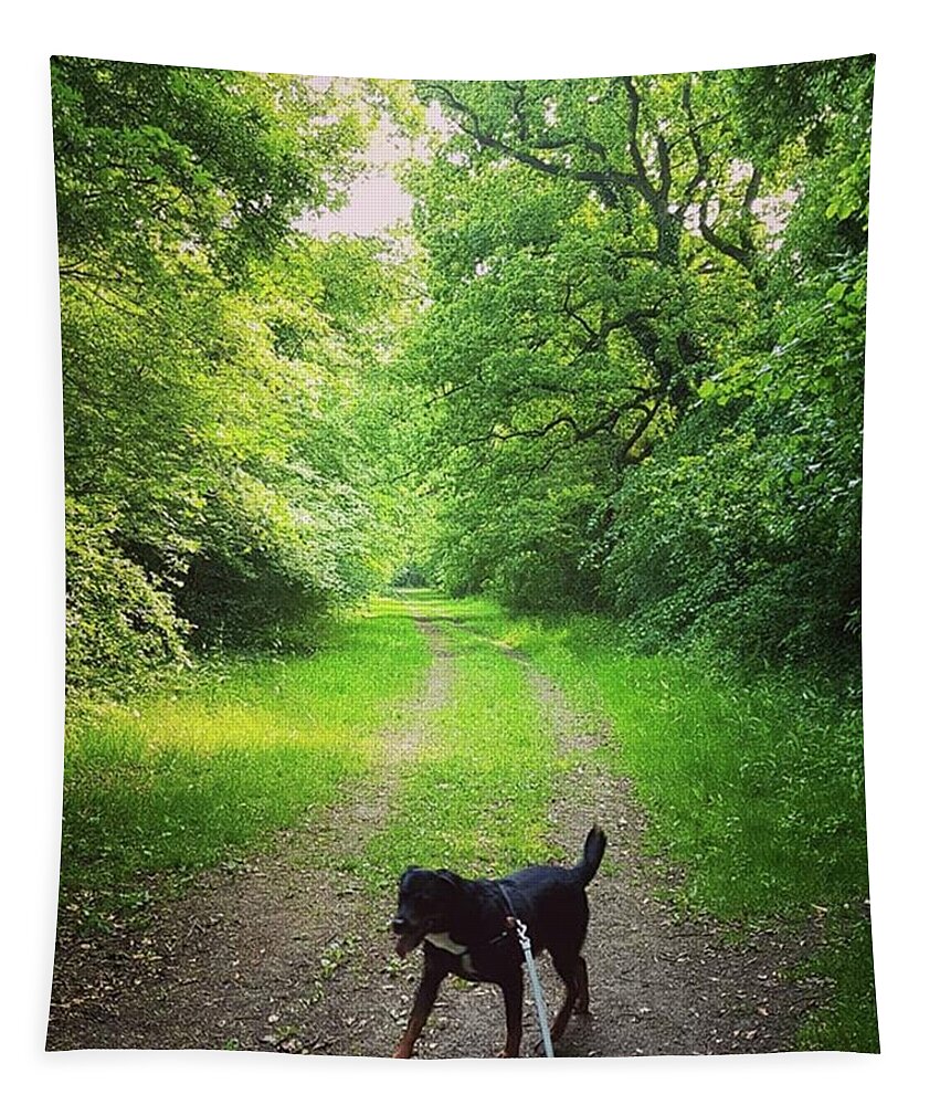 Lovedogs Tapestry featuring the photograph Bridleway Dog Walk by Rowena Tutty