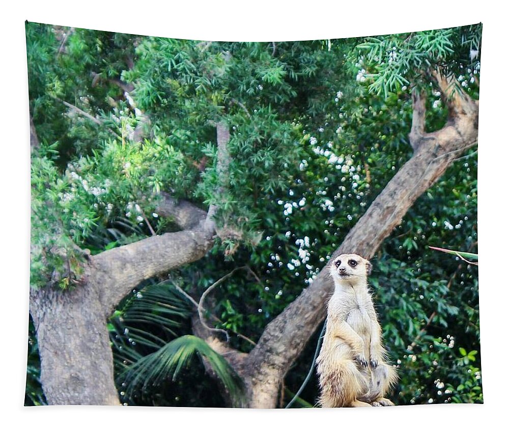Meerkat Tapestry featuring the photograph Whatchu Talkin Bout by Alison Frank