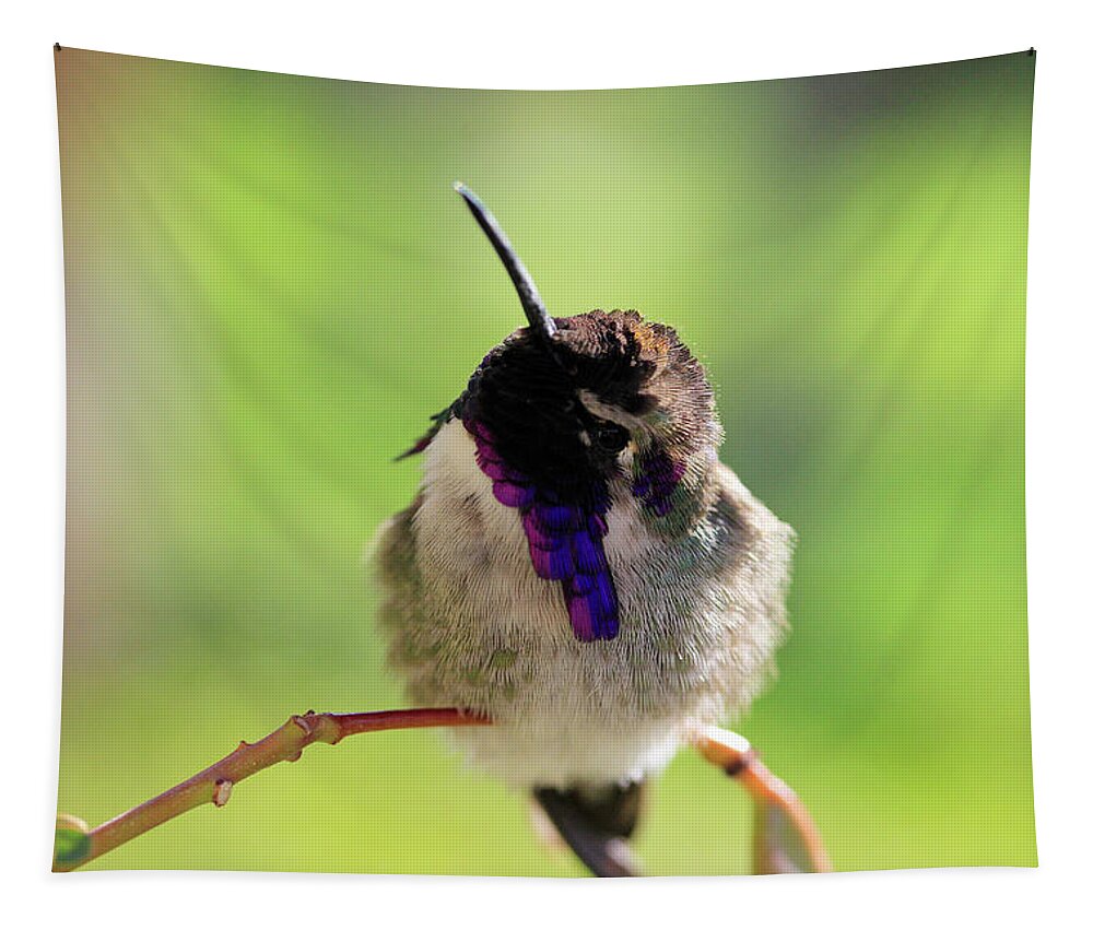 Costa's Hummingbird Tapestry featuring the photograph What's That? by Shoal Hollingsworth