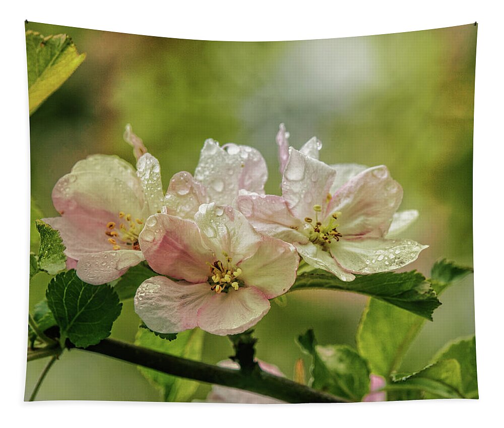 Appleblossoms Tapestry featuring the photograph When The Light Breaks Through by Sue Capuano