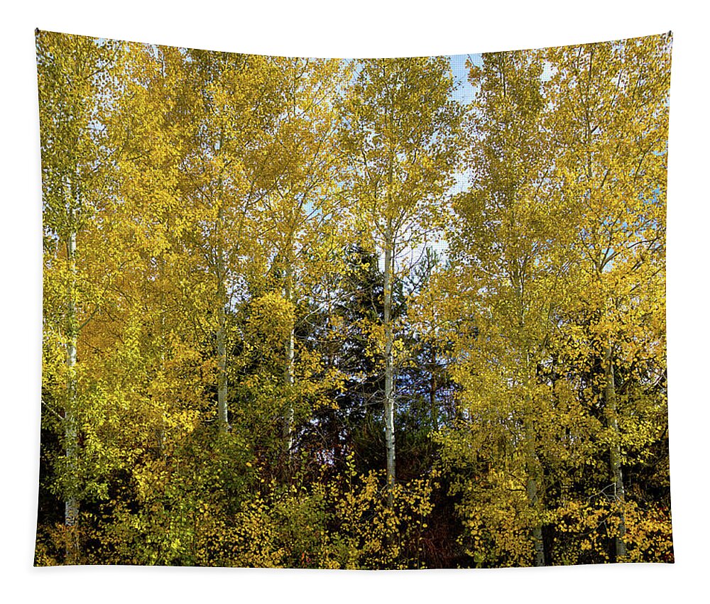White Birch In Autumn Tapestry featuring the photograph White Birch in Autumn by David Patterson