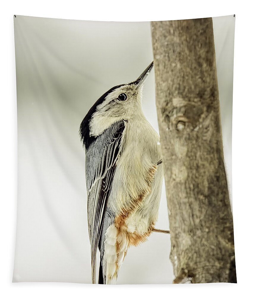White-breasted Nuthatch Tapestry featuring the photograph White-breasted Nuthatch by LeeAnn McLaneGoetz McLaneGoetzStudioLLCcom