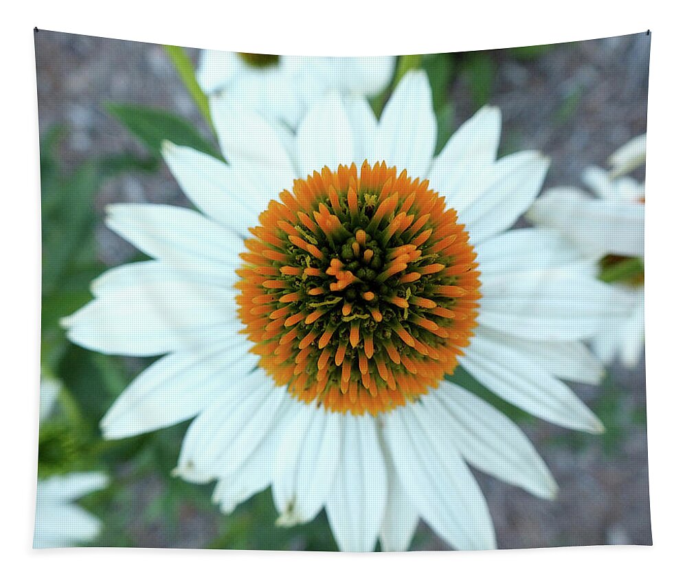 Cone Tapestry featuring the photograph White Cone Flower by Kimmary MacLean