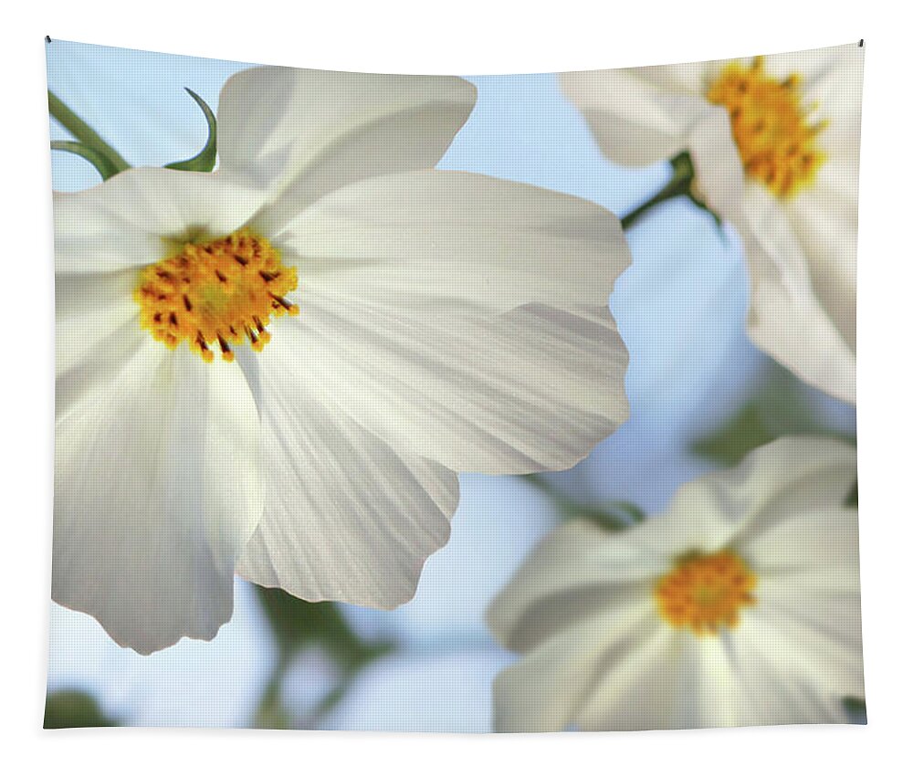 Flowers Tapestry featuring the photograph White Cosmos-2 by Nina Bradica