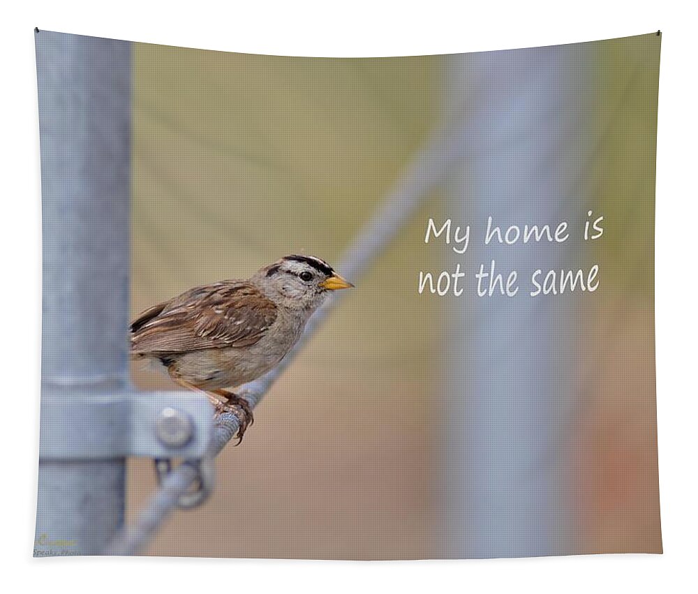  Tapestry featuring the photograph White Crowned Sparrow says My Home is Not the Same by Sherry Clark