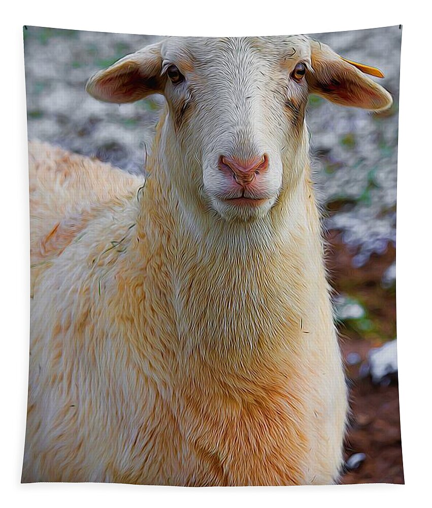 White Dorper Sheep Tapestry featuring the photograph White Dorper Sheep by Carol Montoya