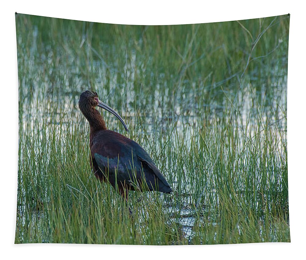 White-faced Ibis Tapestry featuring the photograph White-Faced Ibis In Idaho by Yeates Photography
