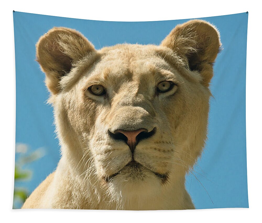 White Lion Tapestry featuring the photograph White Lion by Scott Carruthers