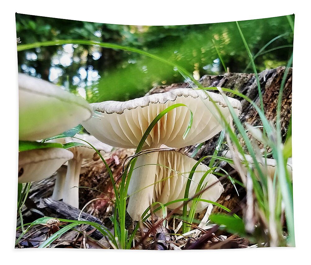 Mushroom Tapestry featuring the photograph White Mushrooms by Farol Tomson